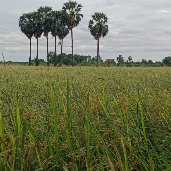Beautiful countryside landscape rice field and palm trees in Cambodia.