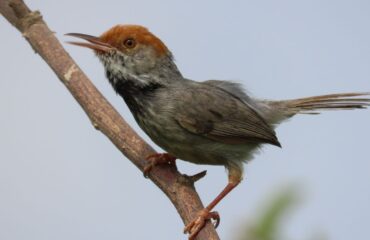 Bird Species In Cambodia Forest