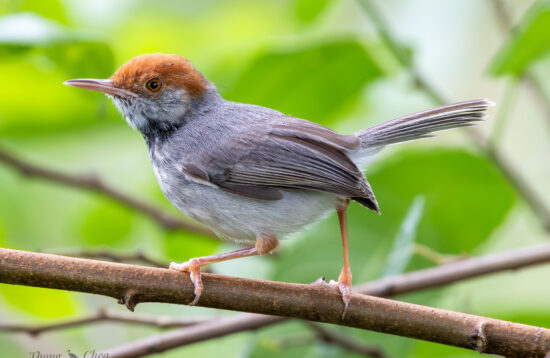 Explore different bird species in Cambodia’s forests, including this beautiful brown head bird.