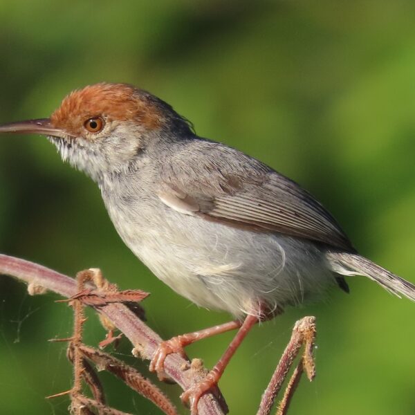 Explore different bird species in Cambodia’s forests, including this beautiful brown head bird.