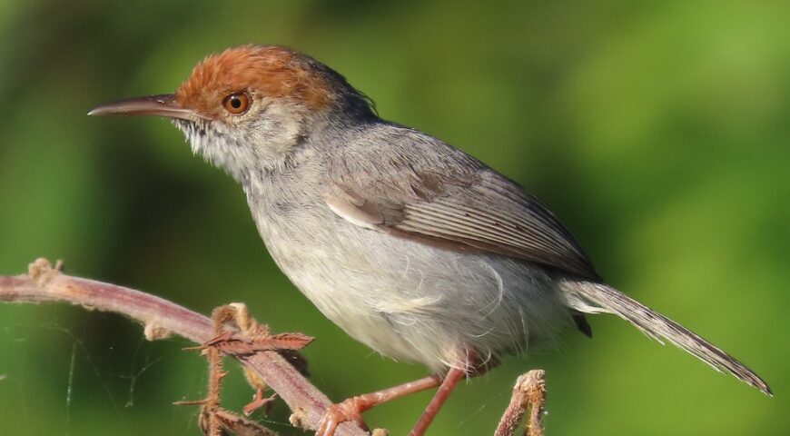 Bird Species In Cambodia Forest