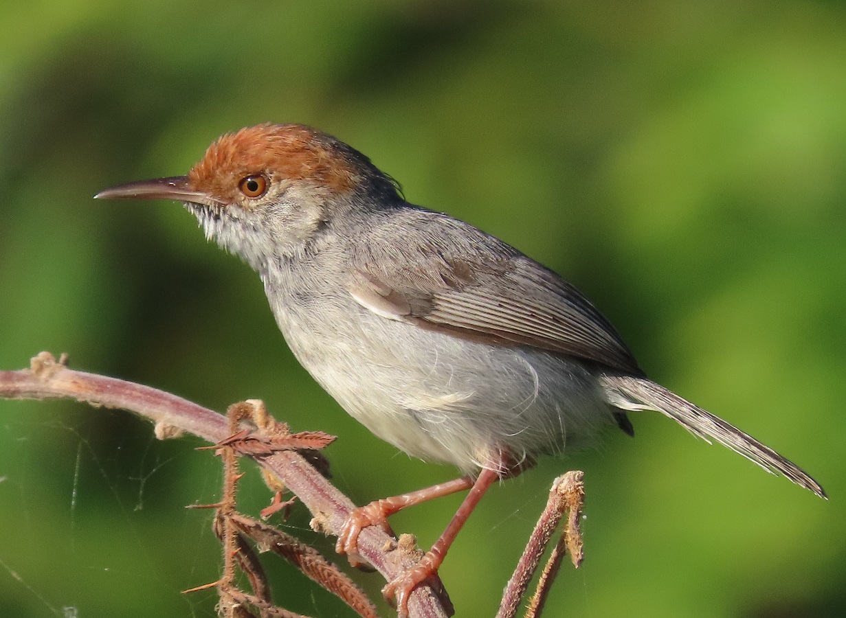 Explore different bird species in Cambodia’s forests, including this beautiful brown head bird.