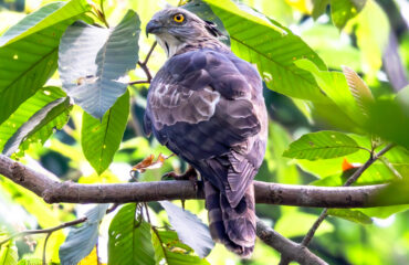 Bird Species In Cambodia Forest