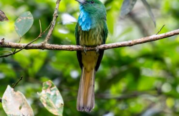 Bird Species In Cambodia Forest