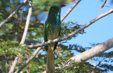 Blue-beared Bee Eater