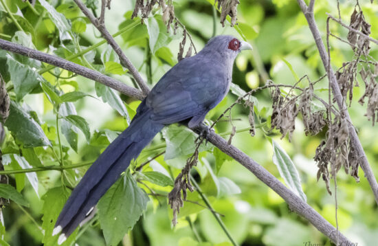 Explore different bird species in Cambodia’s forests, including this beautiful red eyes bird.