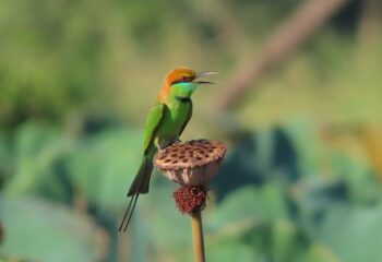 Greet Bee-Eater