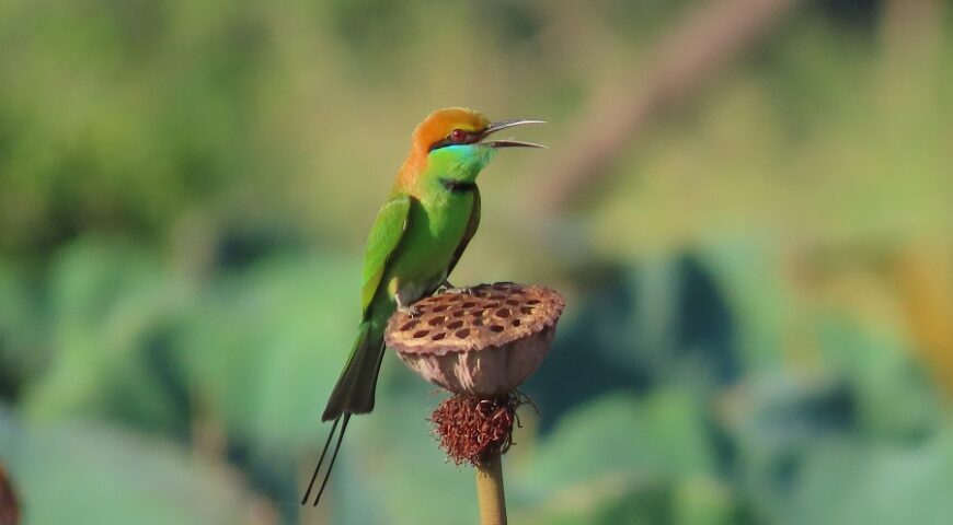Greet Bee-Eater