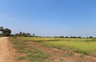 Paddy Rice Field