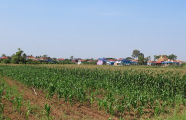 View of Khmer Village from the corn farm