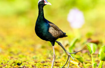 Brown winged jacana 1