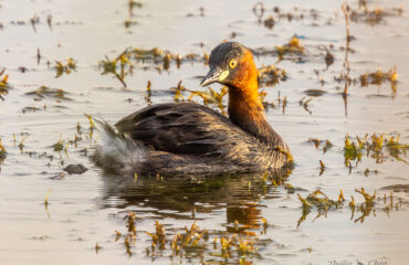 Little Grebe