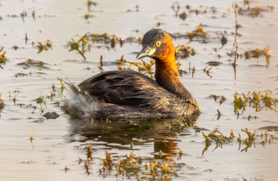 Explore different bird species in Cambodia, including this beautiful little Grebe.