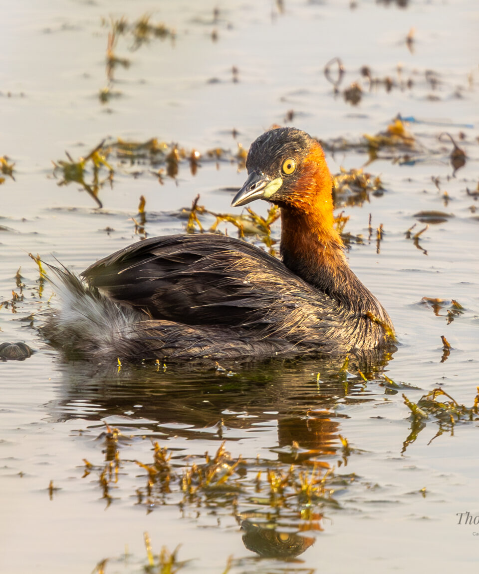 Little Grebe