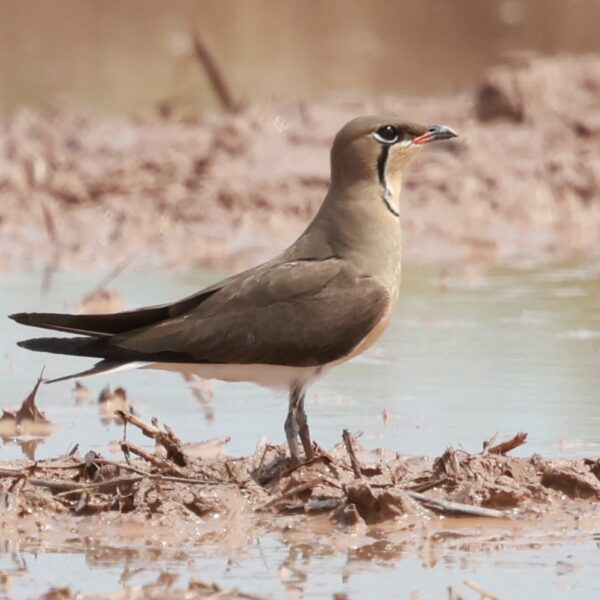 Explore different bird species in Cambodia’s forests, including this beautiful grey bird.