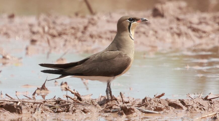 Bird Species In Cambodia