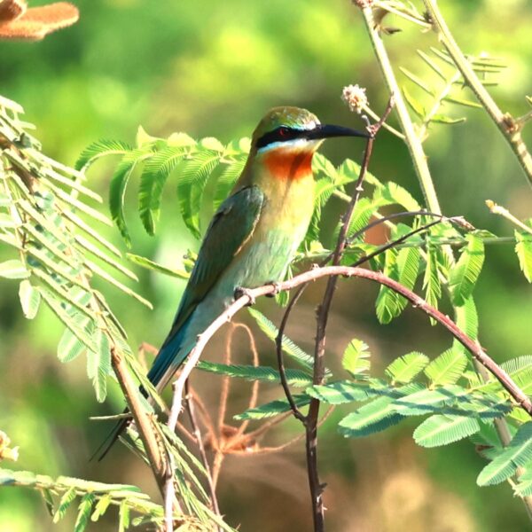 Explore different bird species in Cambodia’s forests, including this beautiful green ombre bird.