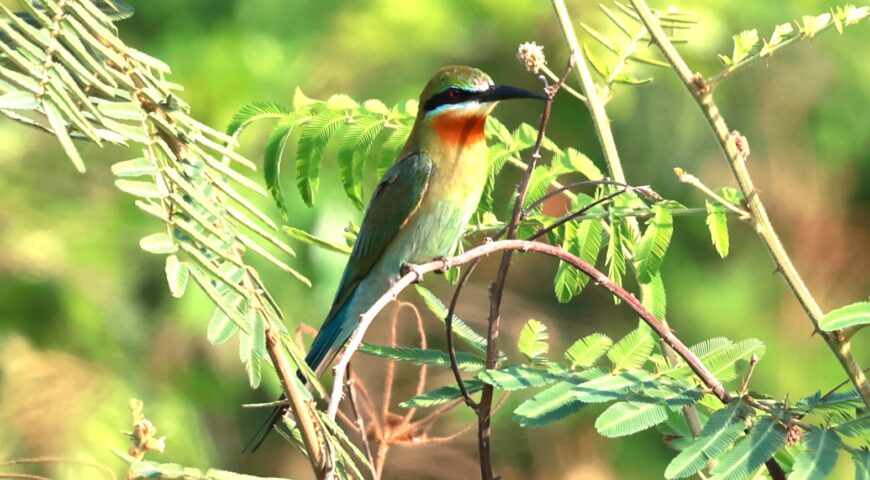 Bird Species In Cambodia Forest