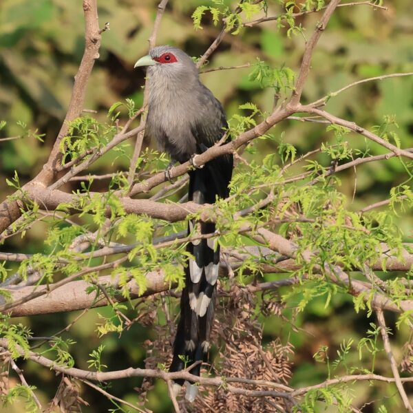 Explore different bird species in Cambodia’s forests, including this beautiful Green Billed Molkhao bird.