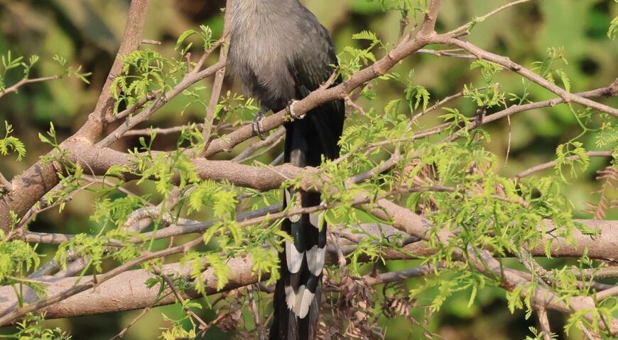 Green Billed Molkhao_vanatravel