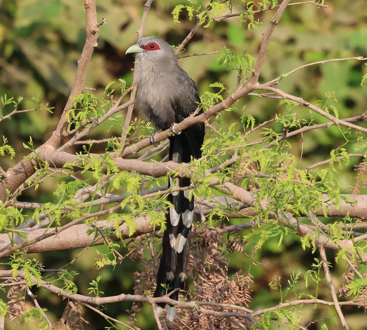 Explore different bird species in Cambodia’s forests, including this beautiful Green Billed Molkhao bird.
