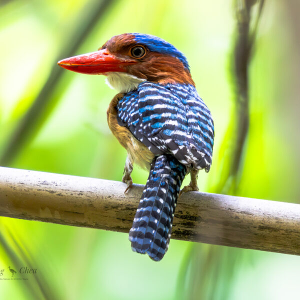 Explore different bird species in Cambodia’s forests, including this beautiful blue shade and red big mouth bird.