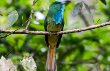 Bird Species In Cambodia Forest