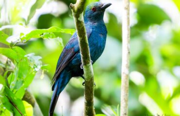 Bird Species In Cambodia Forest