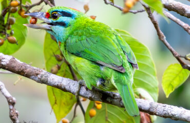 Bird Species In Cambodia Forest