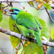 Explore different bird species in Cambodia’s forests, including this beautiful green ombre bird.
