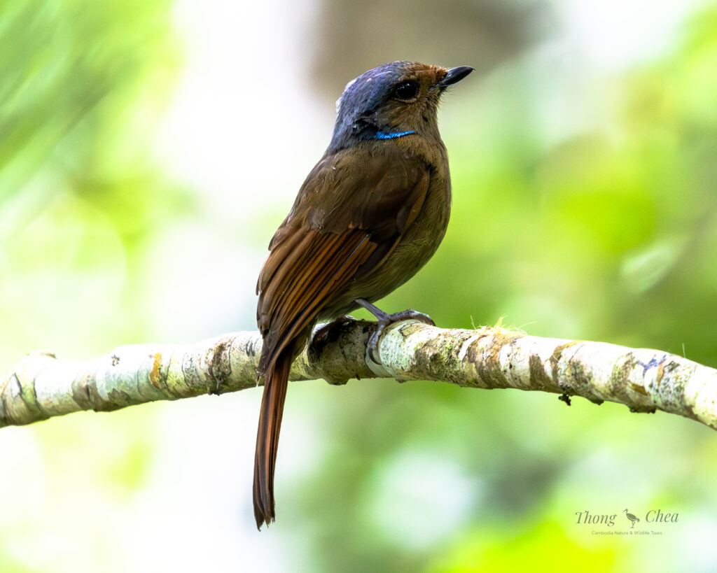Explore different bird species in Cambodiaβs forests, including this beautiful purple head and long brown tail bird.