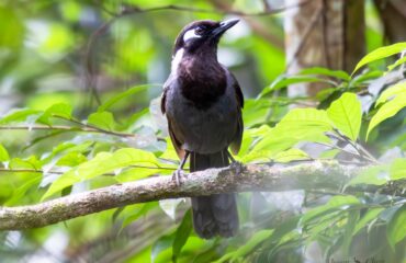 Cambodian Laughingthrush