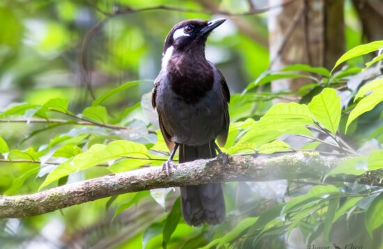 Join our Aural mountain trekking journey to explore Laughingthrush in Cambodia.