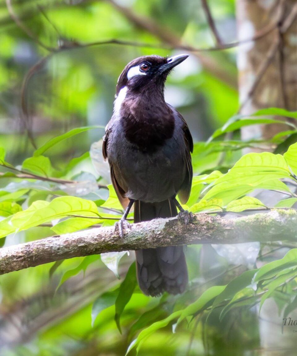 Cambodian Laughingthrush