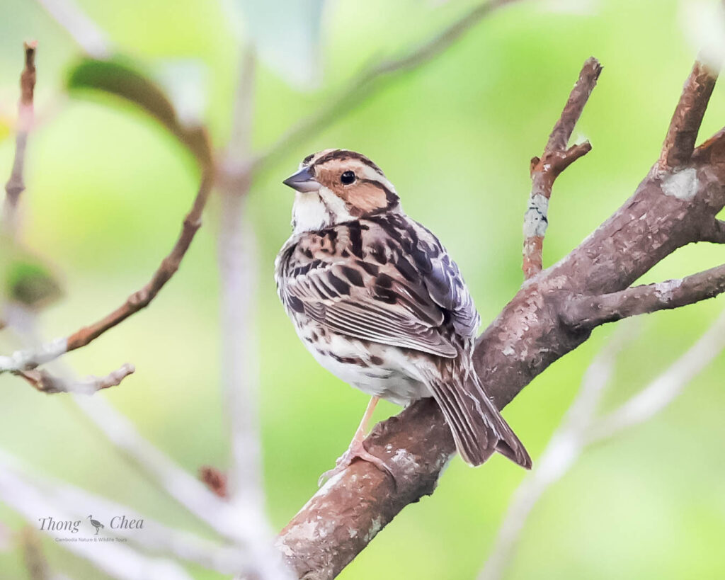 Explore different bird species in Cambodiaβs forests, including this beautiful little bunting.