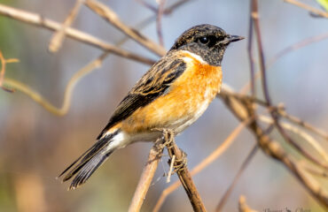 Bird Species In Cambodia Forest