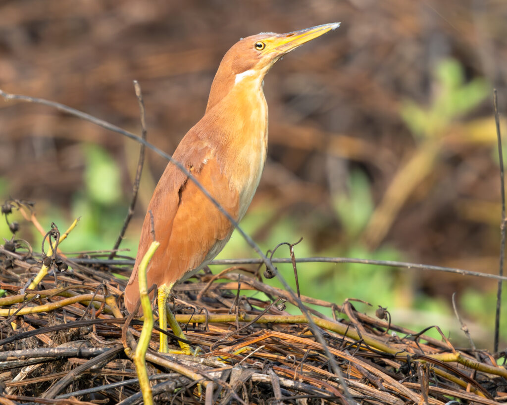Explore different bird species in Cambodiaβs forests, including this beautiful rare brown bird.