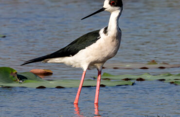 Different Bird Species in Cambodia