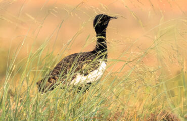 Bengal Florican (5)