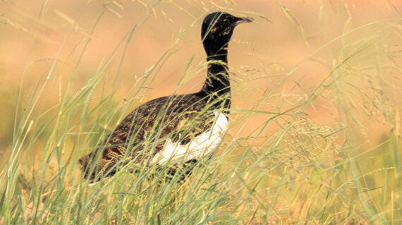 Bengal Florican (5)