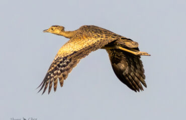 Bengal Florican (7)