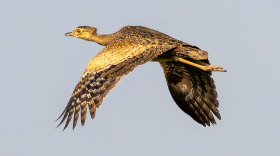 Bengal Florican (7)