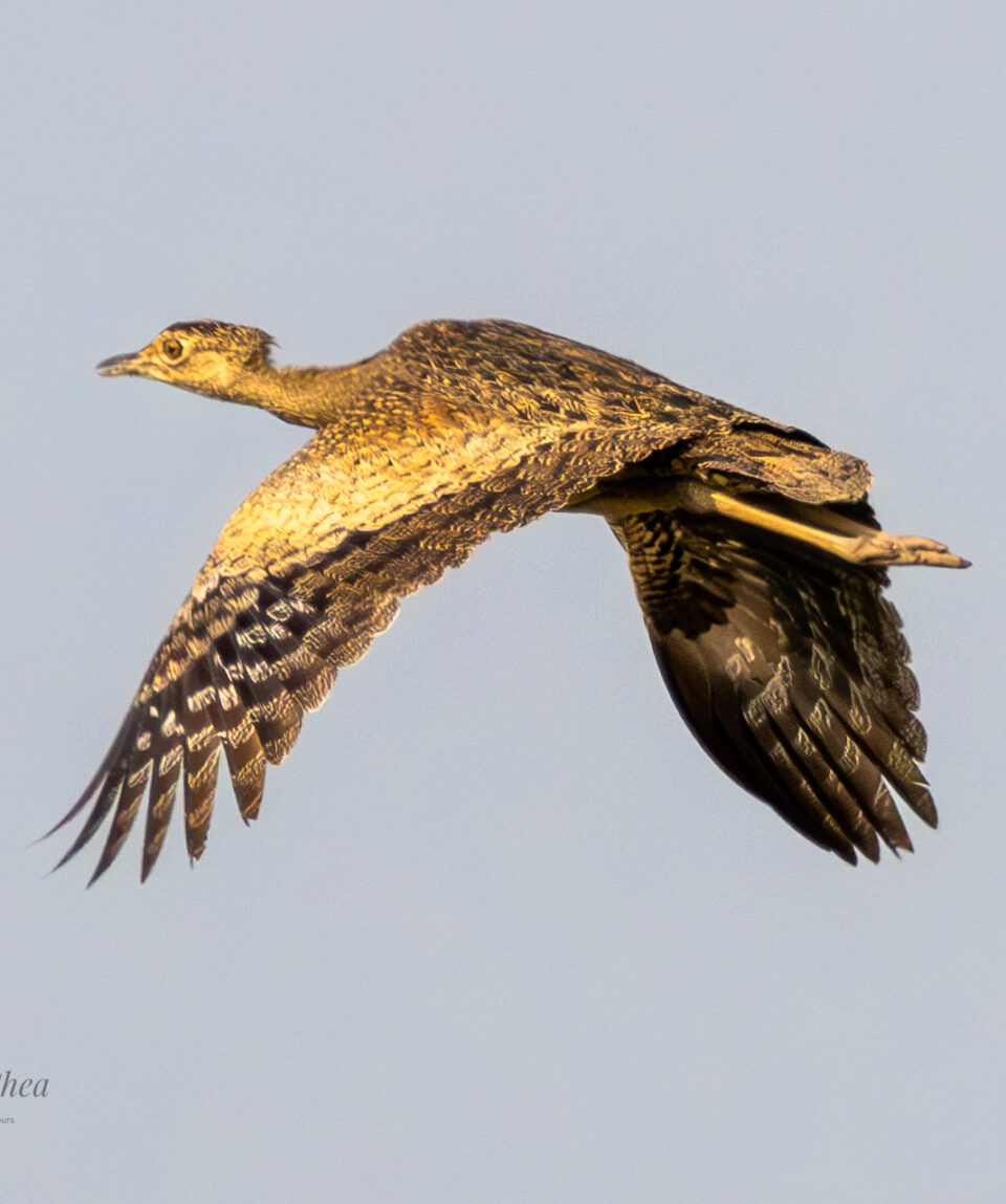 Bengal Florican (7)