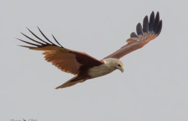 Braminy Kite