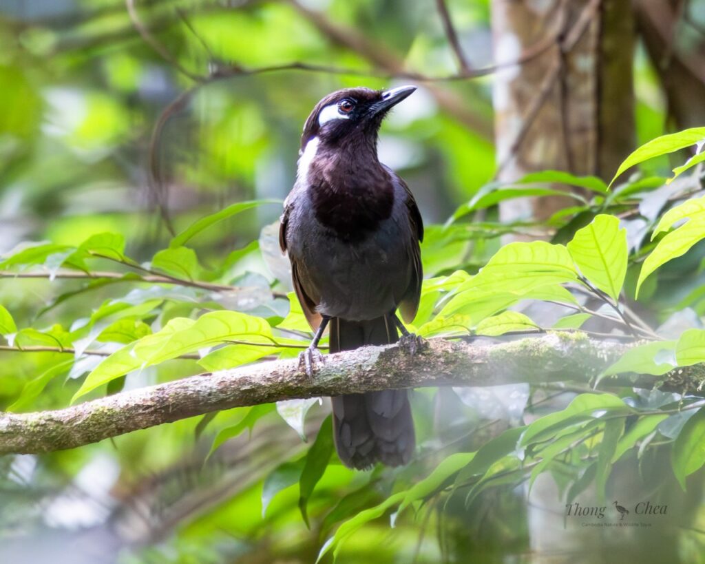 Join our Aural mountain trekking journey to explore Laughingthrush in Cambodia.