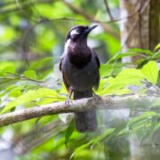 Join our Aural mountain trekking journey to explore Laughingthrush in Cambodia.