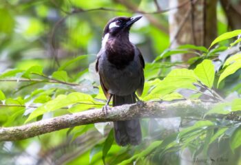 Cambodian Laughingthrush