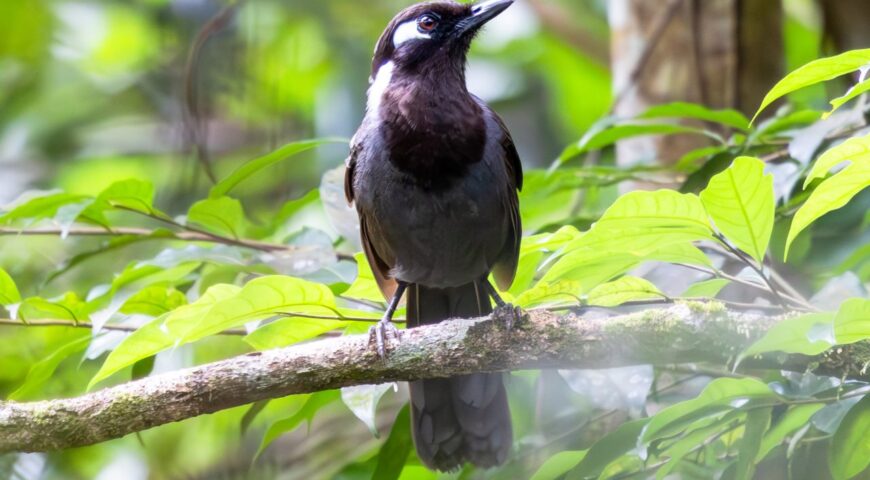 Cambodian Laughingthrush