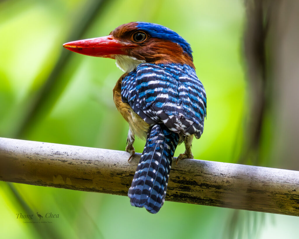 Explore different bird species in Aural mountain, including this beautiful banded Kingfisher male.