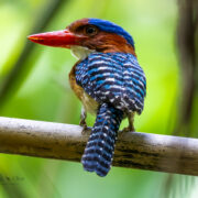 Explore different bird species in Aural mountain, including this beautiful banded Kingfisher male.